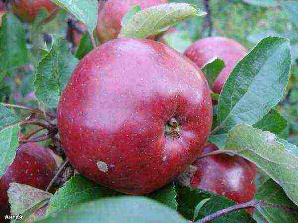 the best varieties of summer apples