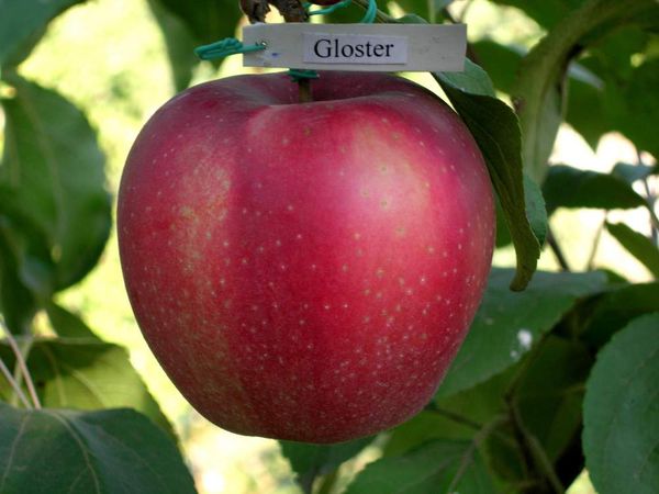 the best varieties of summer apples