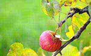 the best varieties of summer apples