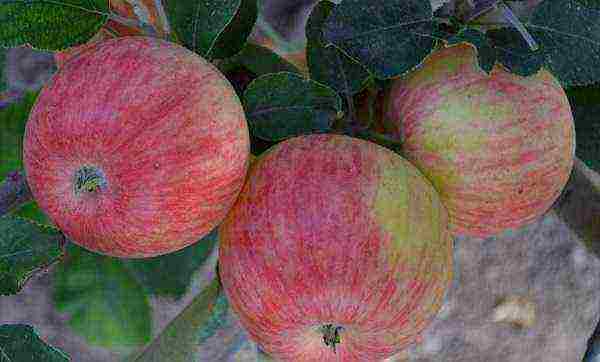 the best varieties of summer apples