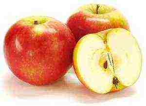 the best varieties of summer apples