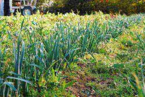 the best varieties of leeks