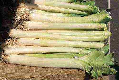 the best varieties of leeks