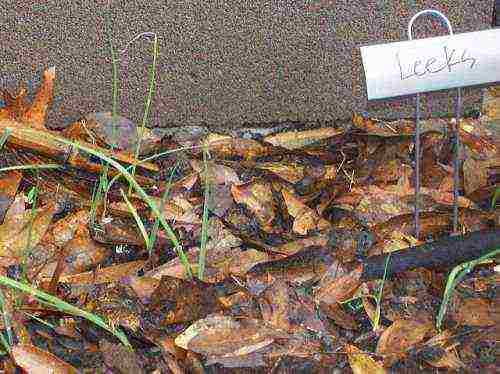 the best varieties of leeks