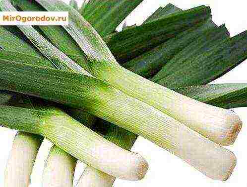 the best varieties of leeks