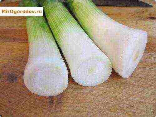 the best varieties of leeks