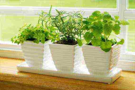 is it possible to grow mint on the windowsill all year round