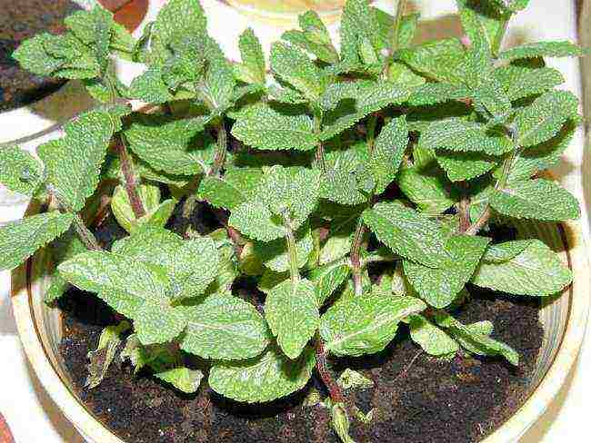 is it possible to grow mint on the windowsill all year round