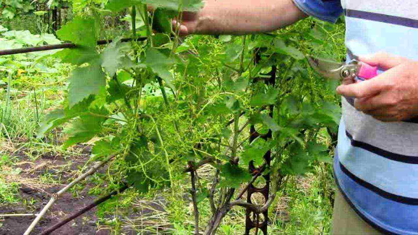 هل من الممكن زراعة العنب في دفيئة بالطماطم