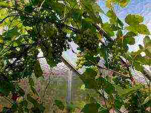 is it possible to grow grapes in a greenhouse with tomatoes
