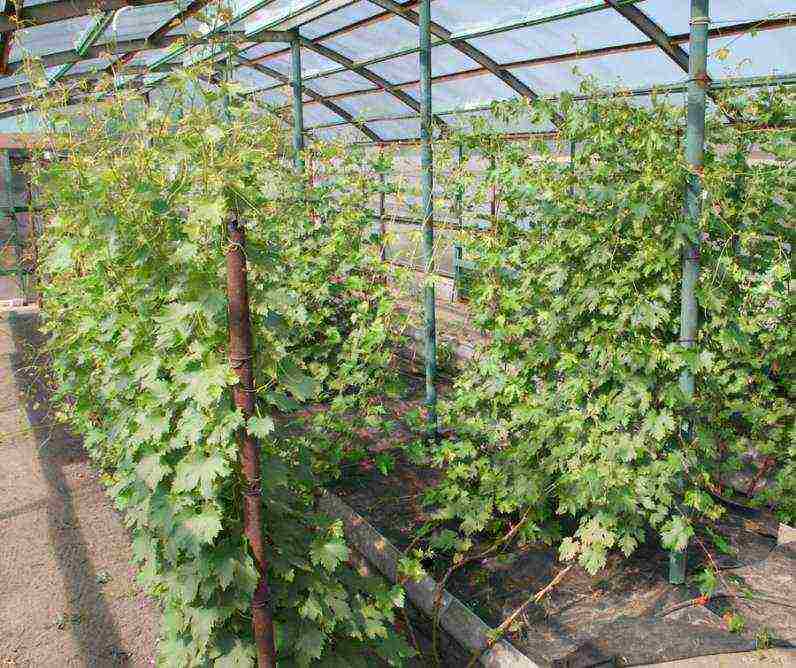 je li moguće uzgajati grožđe u stakleniku s rajčicama
