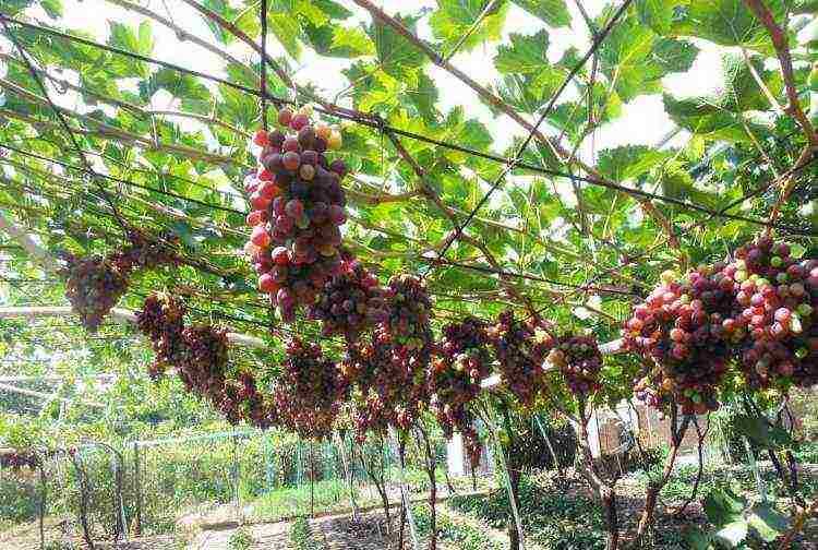 je li moguće uzgajati grožđe u stakleniku s rajčicama