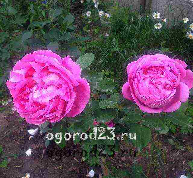 sadnja ruža penjačica i njega na otvorenom polju reprodukcija