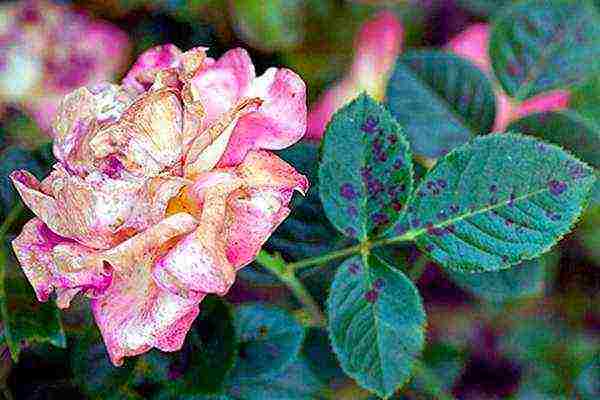 rose climbing planting and care in the open field reproduction