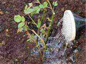 sadnja ruža penjačica i njega na otvorenom polju reprodukcija