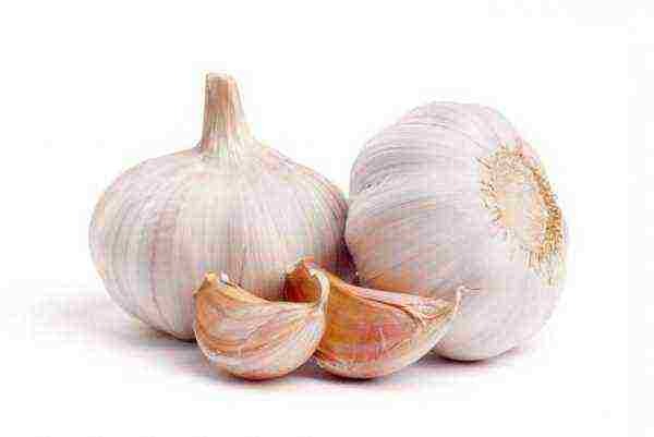 the best varieties of garlic