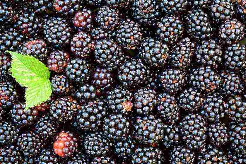 the best variety of blackberries