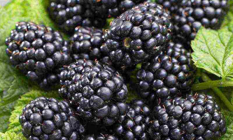 the best variety of blackberries