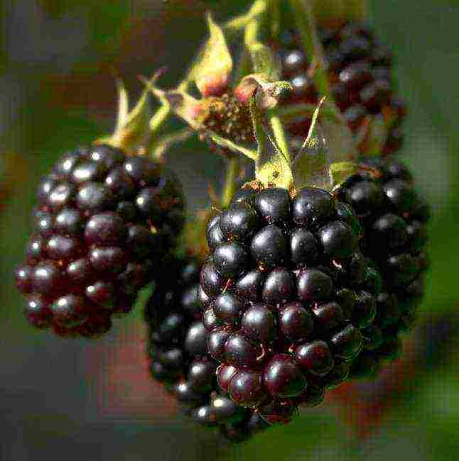 the best variety of blackberries