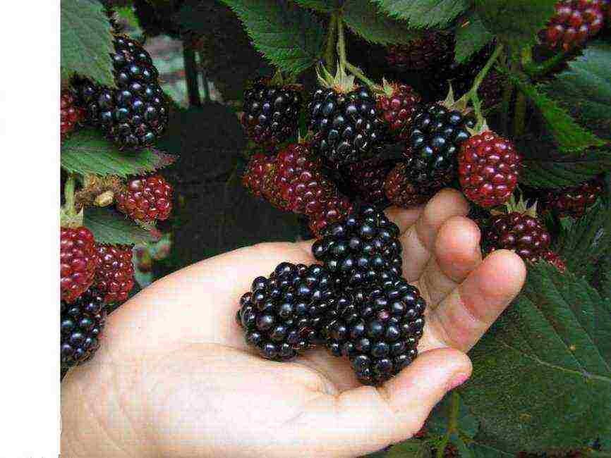 the best variety of blackberries