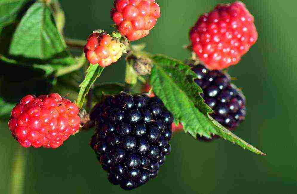 the best variety of blackberries