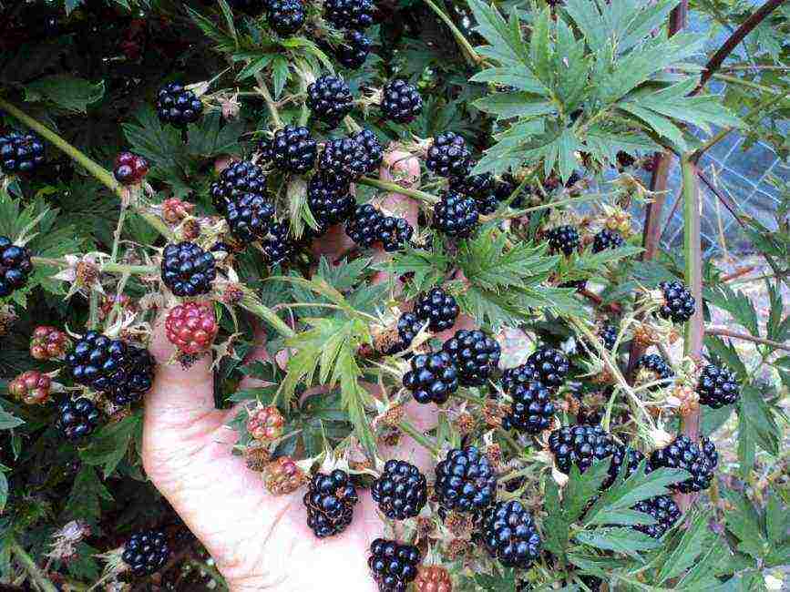 the best variety of blackberries