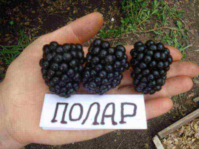 the best variety of blackberries