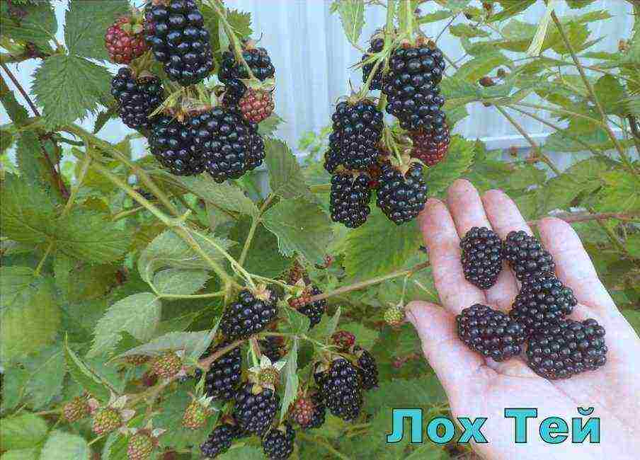 the best variety of blackberries