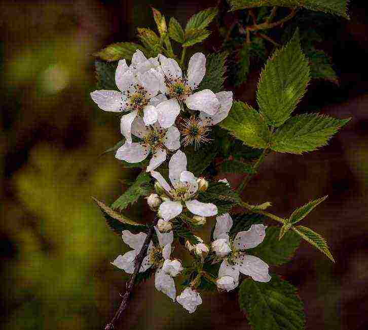 the best variety of blackberries