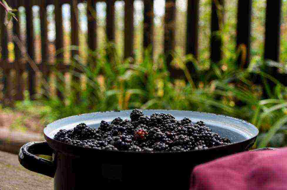the best variety of blackberries