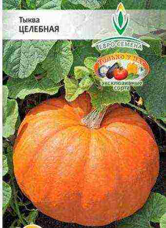 the best pumpkin variety