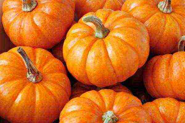 the best pumpkin variety