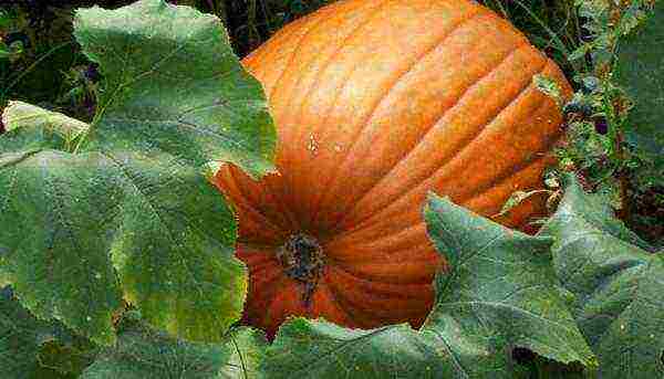 the best pumpkin variety