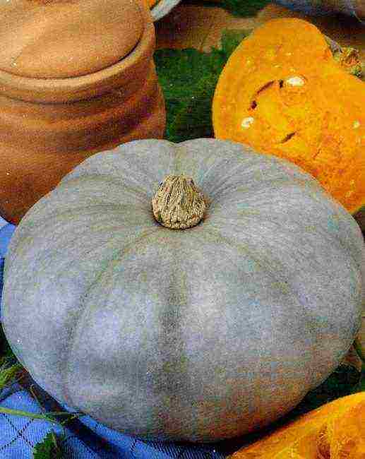 the best pumpkin variety