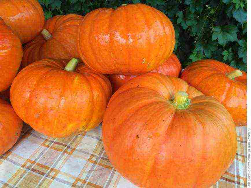 the best pumpkin variety