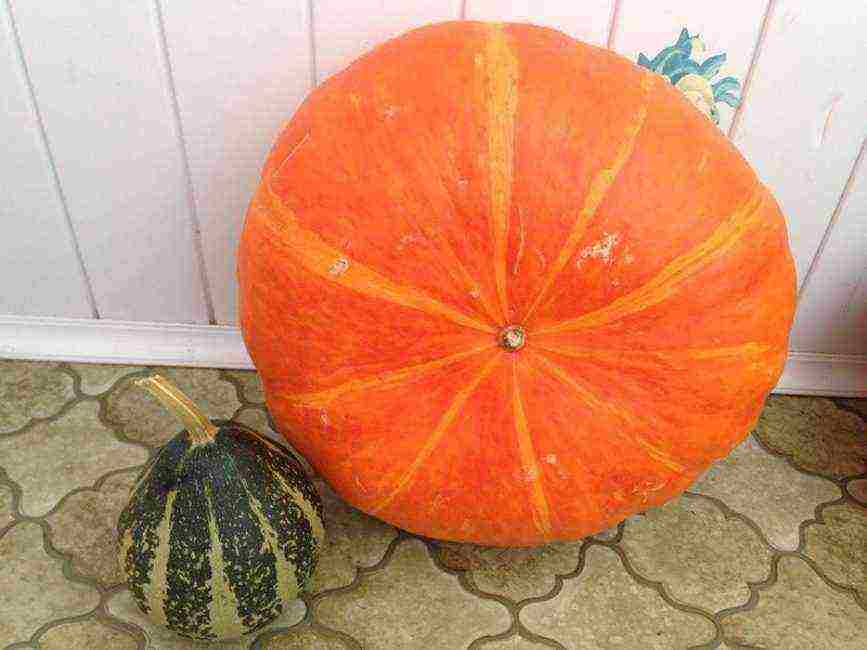 the best pumpkin variety