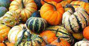 the best pumpkin variety