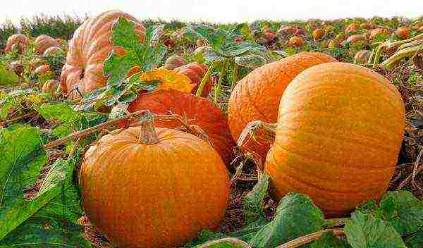 the best pumpkin variety