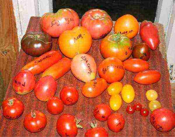 tomatoes are the best yielding varieties