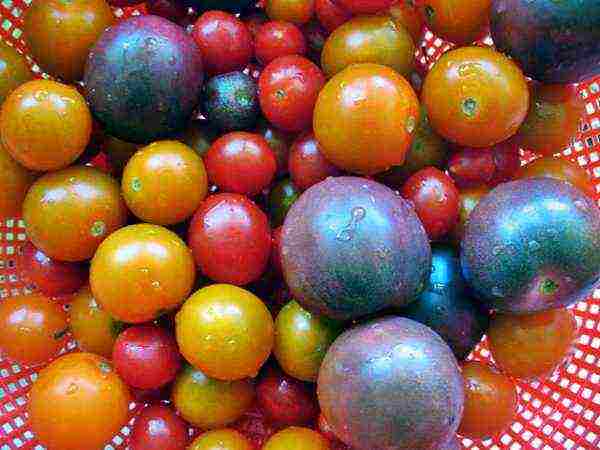 tomatoes are the best yielding varieties