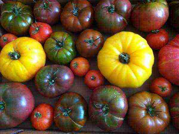 tomatoes are the best yielding varieties