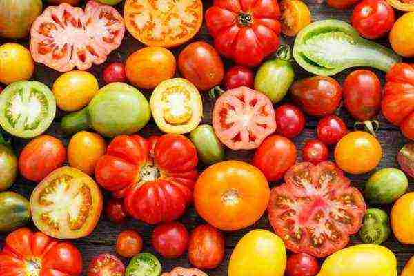 tomatoes are the best yielding varieties