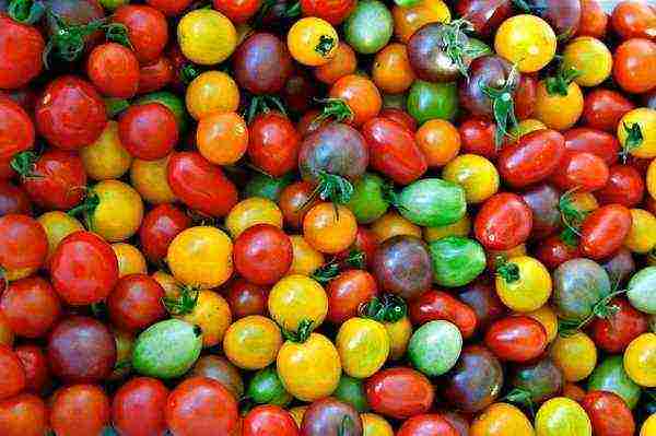 tomatoes are the best yielding varieties