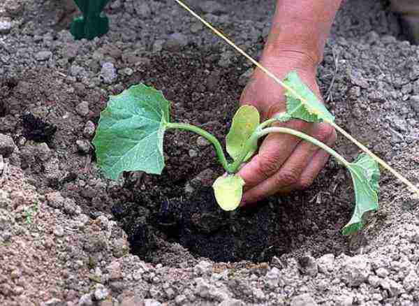 زراعة البطيخ والعناية به في الحقل المفتوح في الممر الأوسط