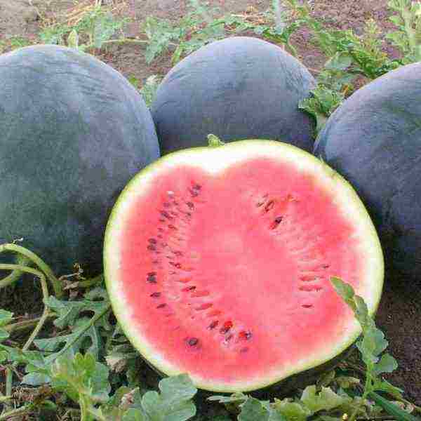 watermelon planting and care in the open field in the middle lane