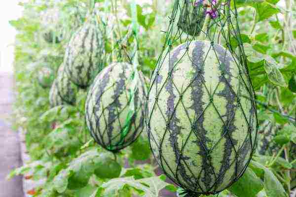 زراعة البطيخ والعناية به في الحقل المفتوح في الممر الأوسط