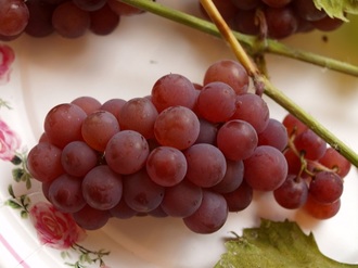deset najboljih sorti grožđa