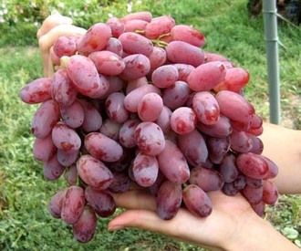 deset najboljih sorti grožđa
