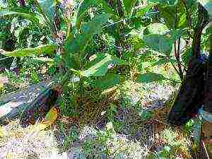 how to grow eggplant outdoors in Siberia