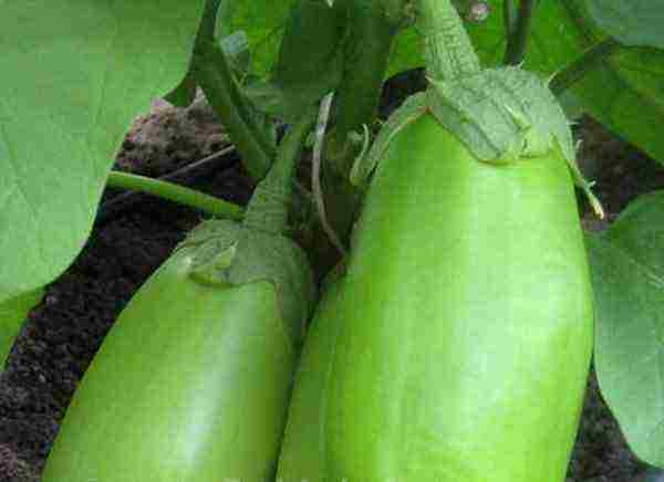 how to grow eggplant outdoors in Siberia